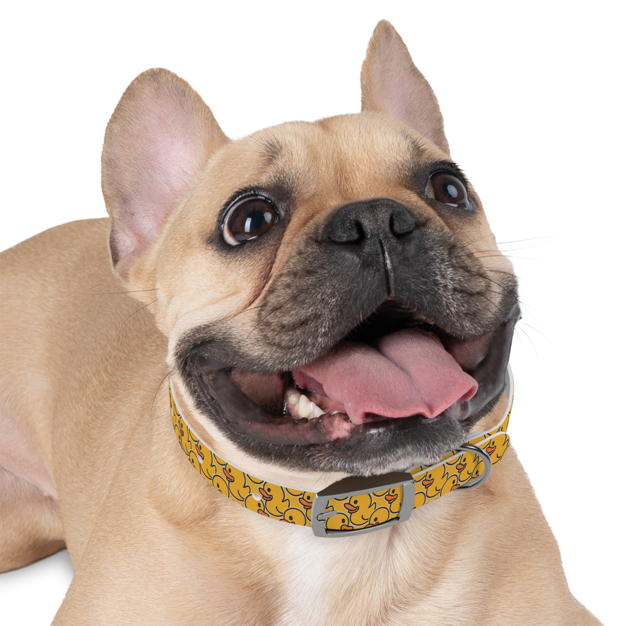 Duck Pattern Dog Collar | Variety of Sizes & Buckles Available