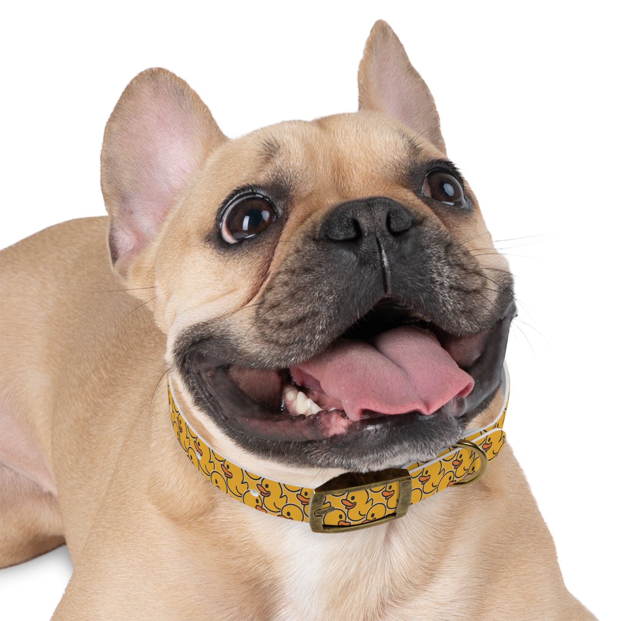 Duck Pattern Dog Collar | Variety of Sizes & Buckles Available