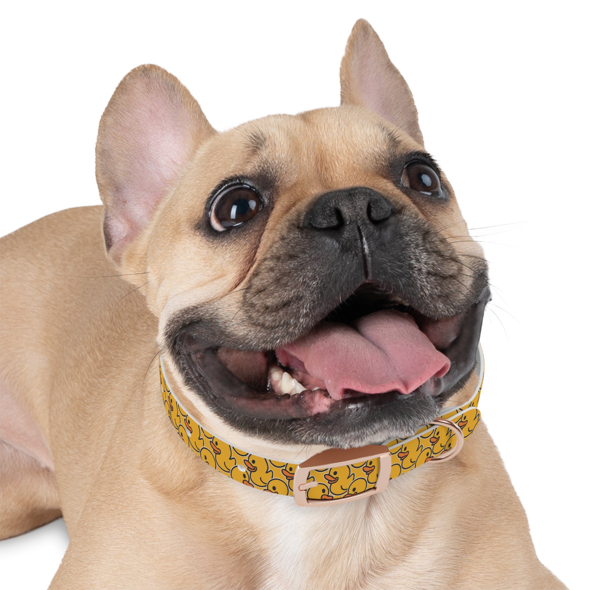 Duck Pattern Dog Collar | Variety of Sizes & Buckles Available