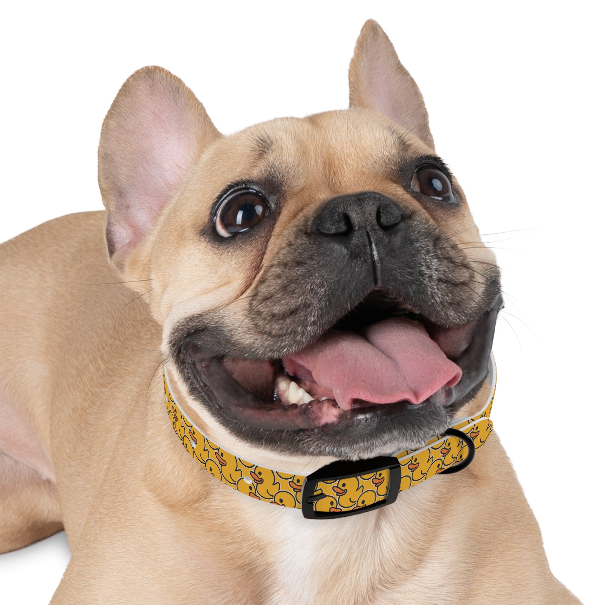 Duck Pattern Dog Collar | Variety of Sizes & Buckles Available